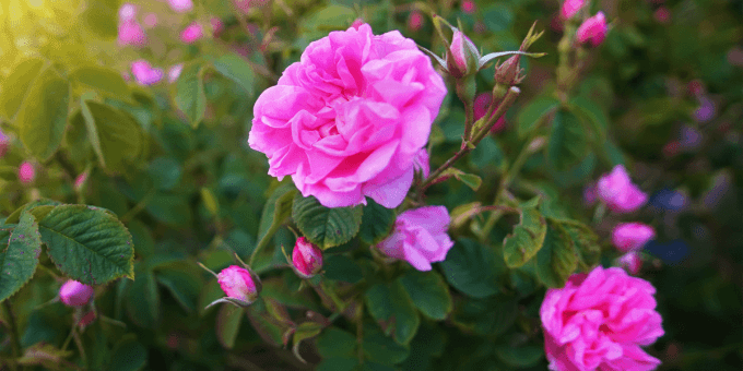 Eau florale de Rose de Damas - Hydrolat