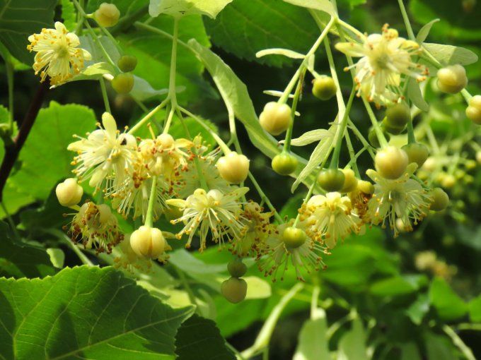 Eau florale de Tilleul - Hydrolat