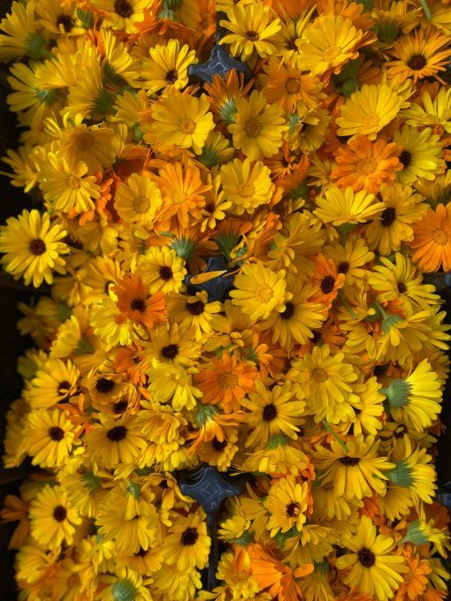 Baume Calendula