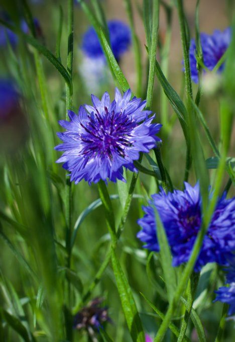 Eau florale de Bleuet - Hydrolat