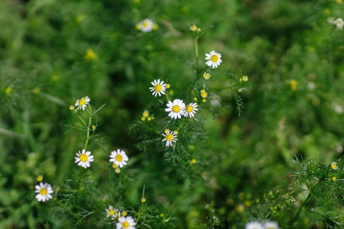 Eau florale de Camomille matricaire - Hydrolat