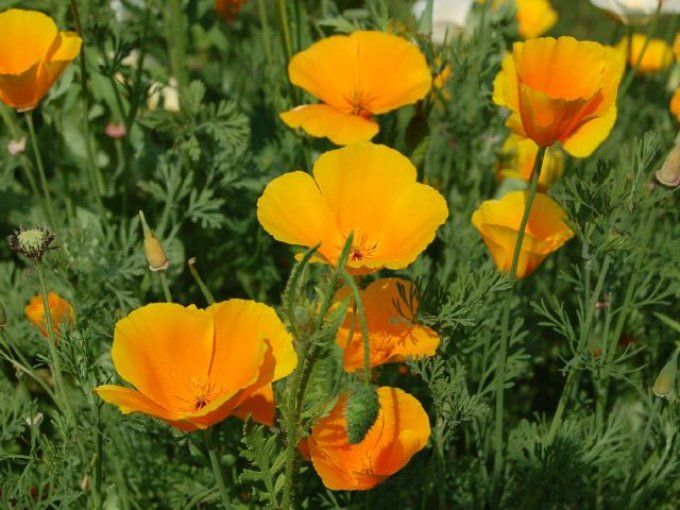 Pavot de californie - Eschscholtzia