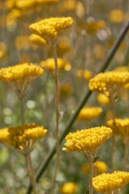 Eau florale de Immortelle - Hydrolat
